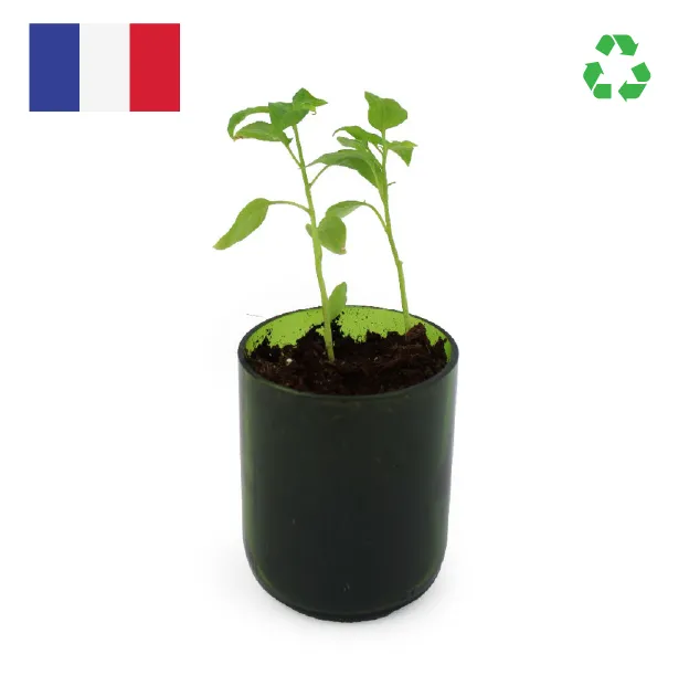 Kit de plantation en bouteille recyclée Made in France – Image 2